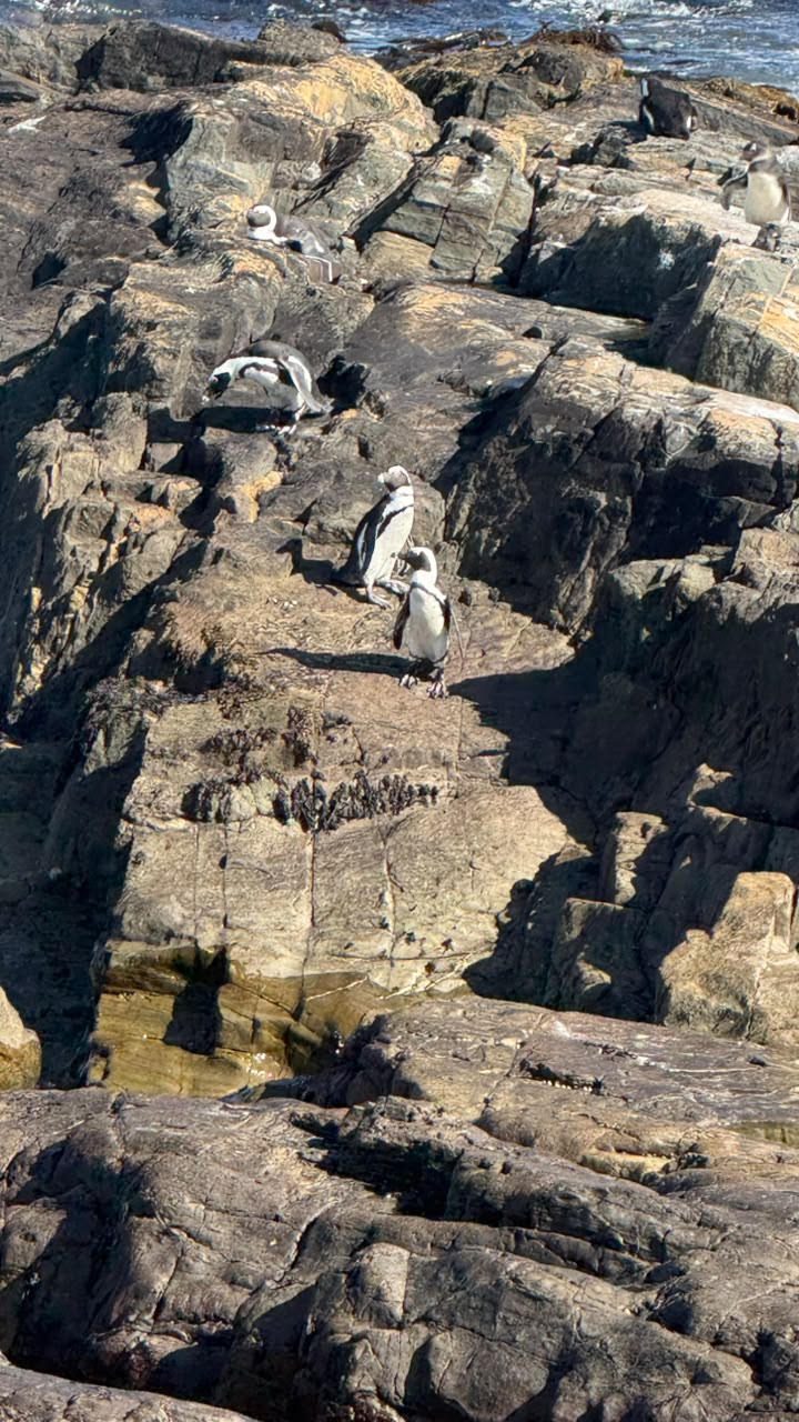Pinguins africanos sobre rochas à beira do mar, alguns de pé e outros deitados ao sol.