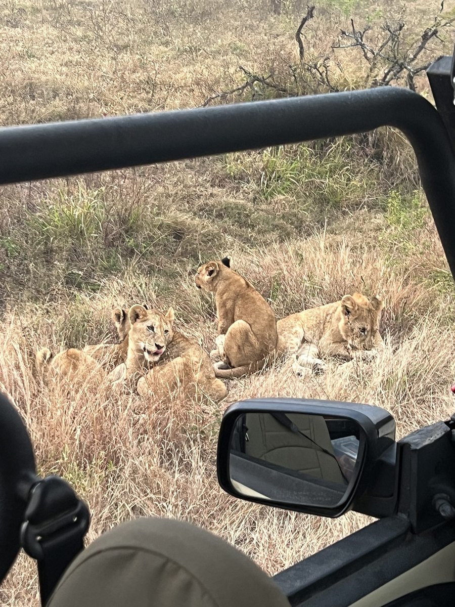 Duas leoas deitadas no capim seco do Kruger, vistas de dentro do veículo de safári, com o retrovisor do carro no canto do quadro.