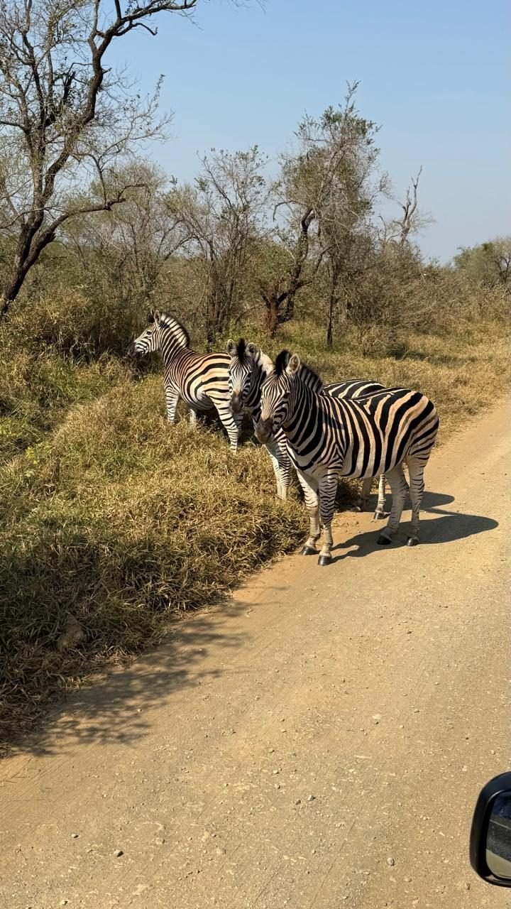 Três zebras paradas no meio da estrada de terra do Kruger, vistas de dentro do carro, com o retrovisor no canto inferior do quadro.