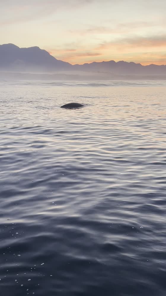Dorso de baleia no mar de Hermanus ao amanhecer, com montanhas ao fundo