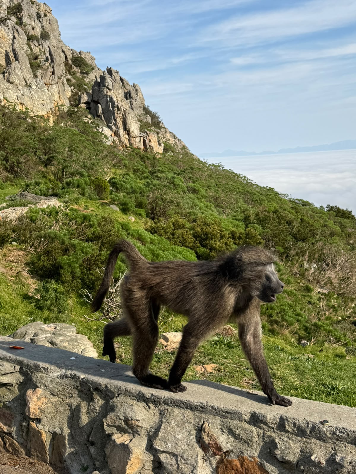 Babuíno caminhando sobre o muro na parada da viagem