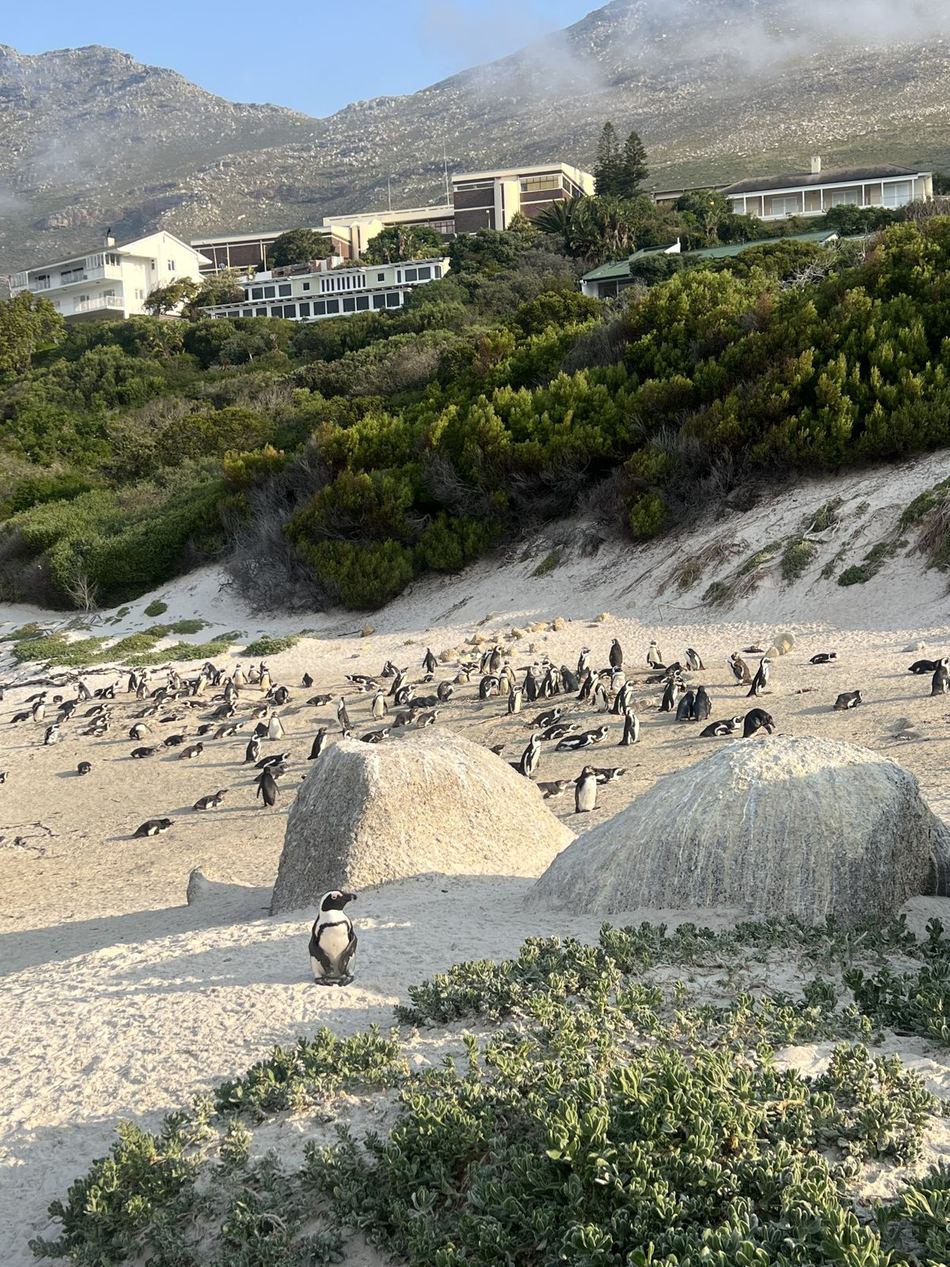 A colônia de pinguins-africanos na areia de Boulders Beach, entre as pedras arredondadas, com a encosta verde e as casas ao fundo