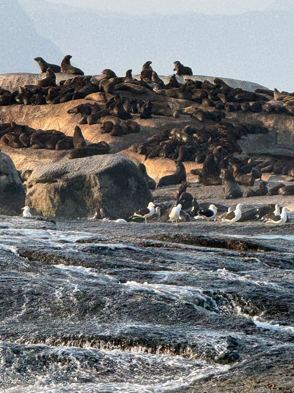 A colônia de focas-do-cabo em cima das rochas de Duiker Island, com gaivotas na frente e o mar batendo nas pedras